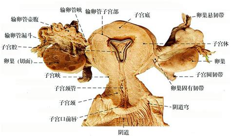 女人小穴|女陰